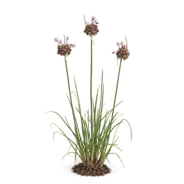Botanische plaat van Kraailook
