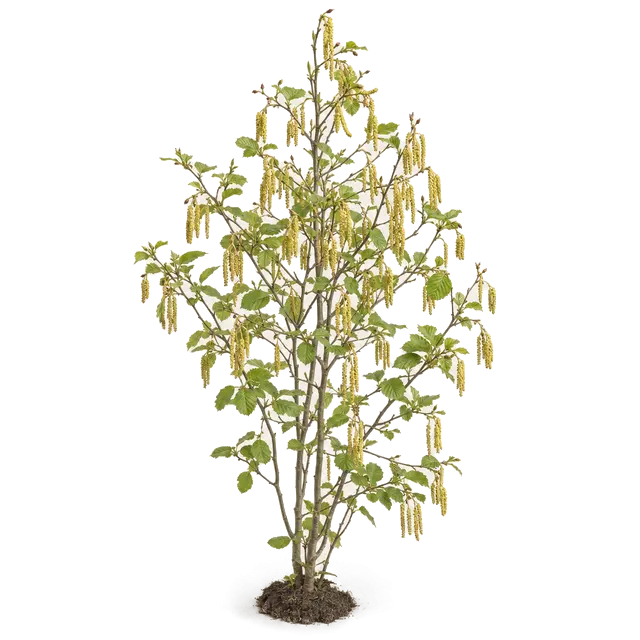 Botanische plaat van Zwarte els