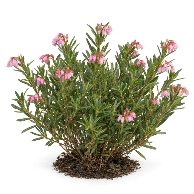 Botanische plaat van Lavendelhei