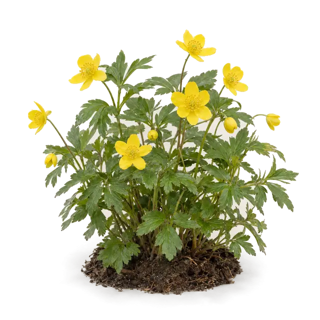 Botanische plaat van Gele anemoon