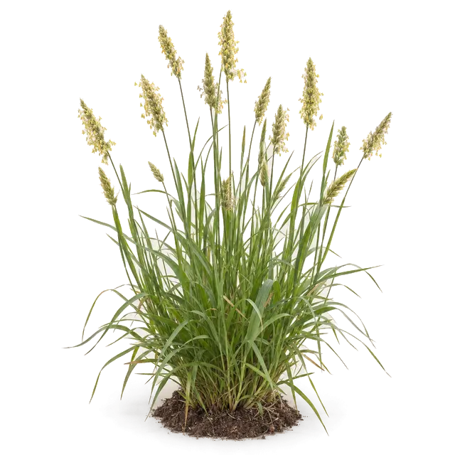 Botanische plaat van Gewoon reukgras