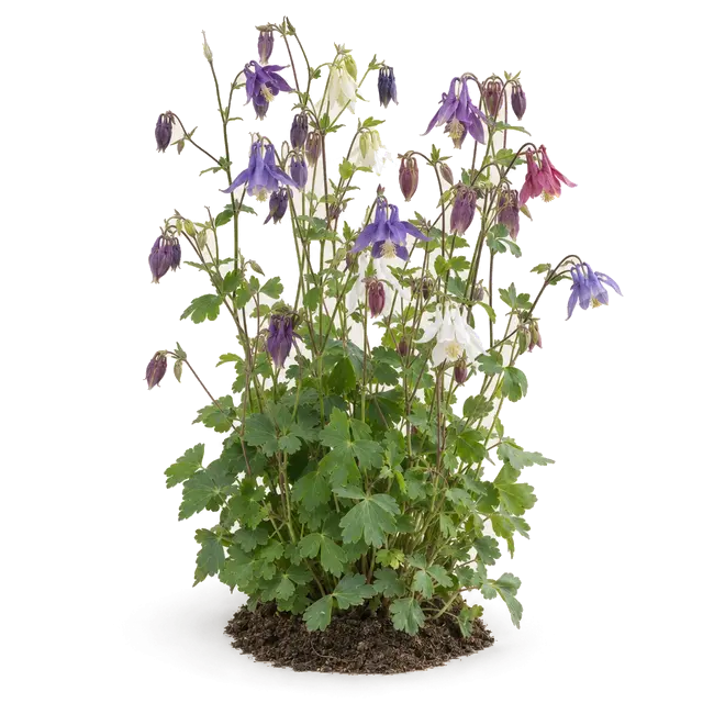 Botanische plaat van Wilde akelei