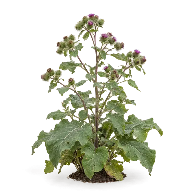 Botanische plaat van Grote klit