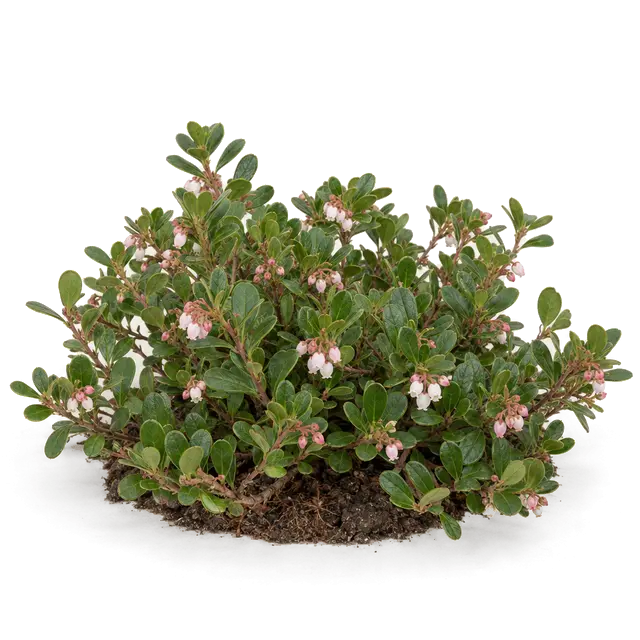 Botanische plaat van Berendruif