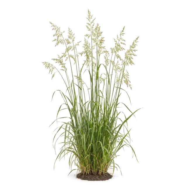Botanische plaat van Glanshaver