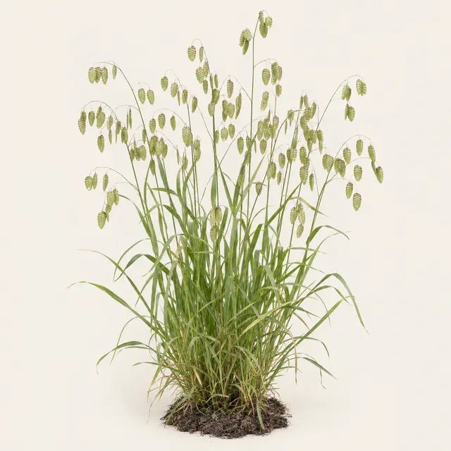 Botanische plaat van Bevertjes
