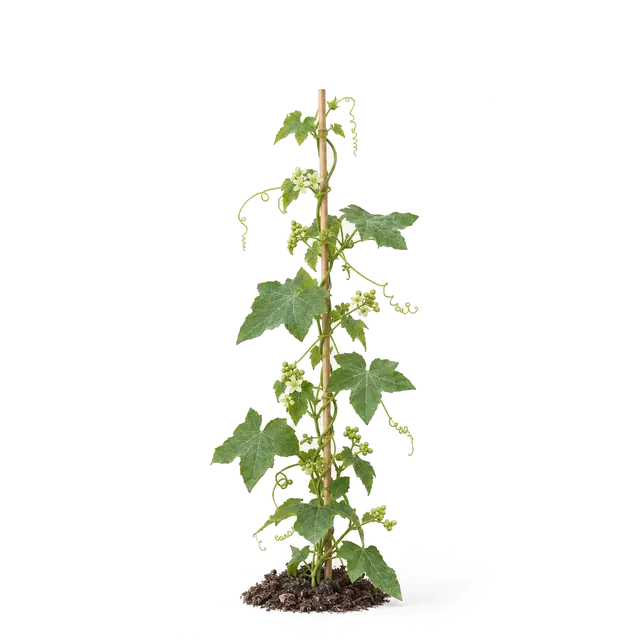 Botanische plaat van Heggenrank