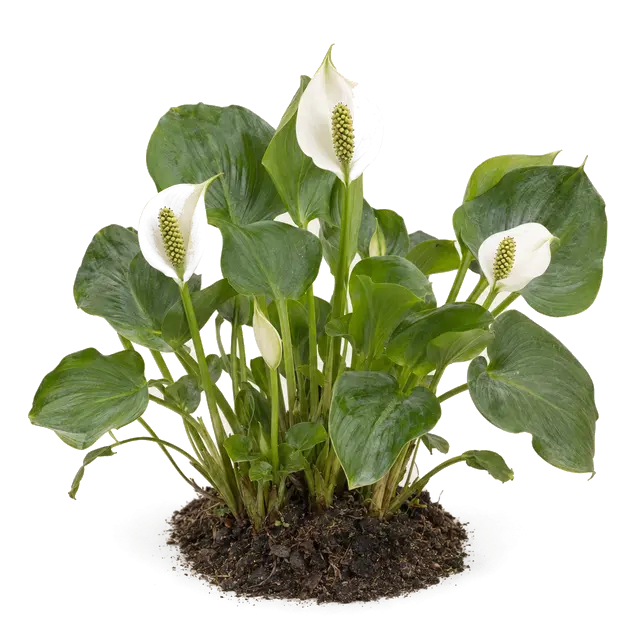 Botanische plaat van Slangenwortel