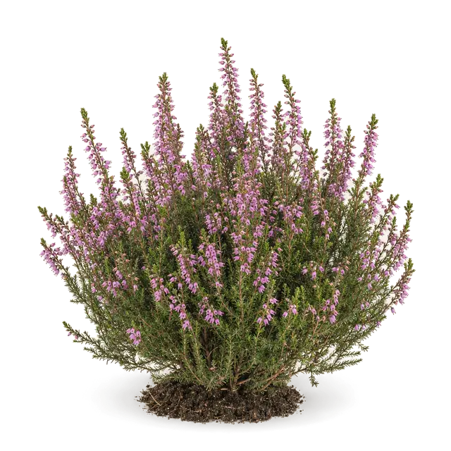 Botanische plaat van Struikhei