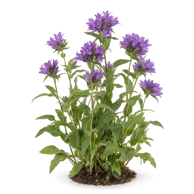 Botanische plaat van Kluwenklokje