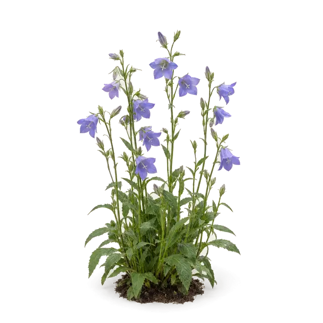 Botanische plaat van Prachtklokje