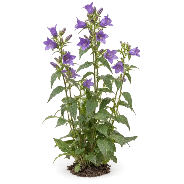 Botanische plaat van Ruig klokje