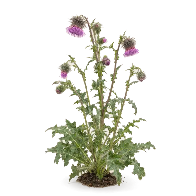 Botanische plaat van Knikkende distel