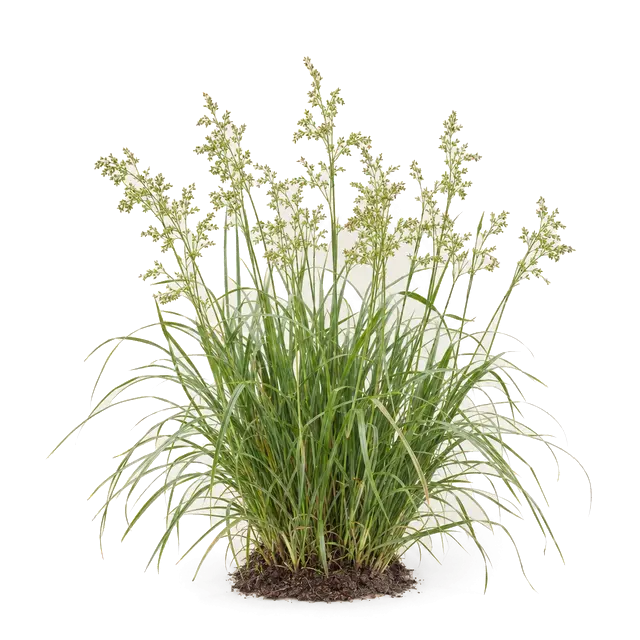Botanische plaat van Pluimzegge