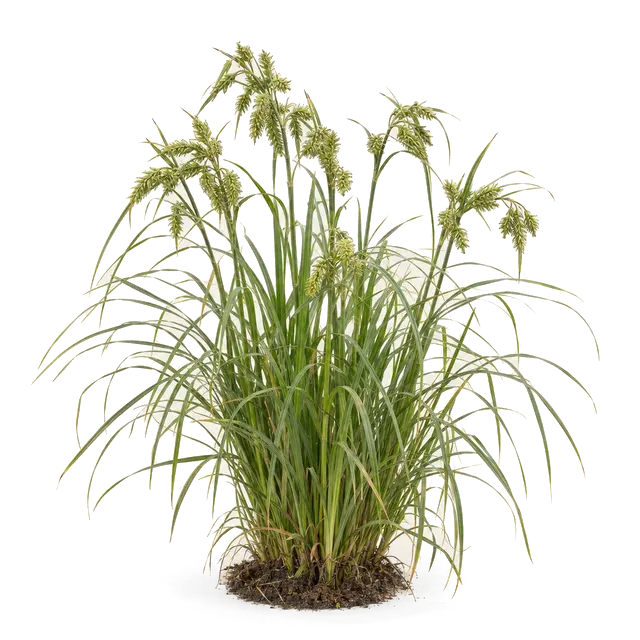Botanische plaat van Hoge cyperzegge