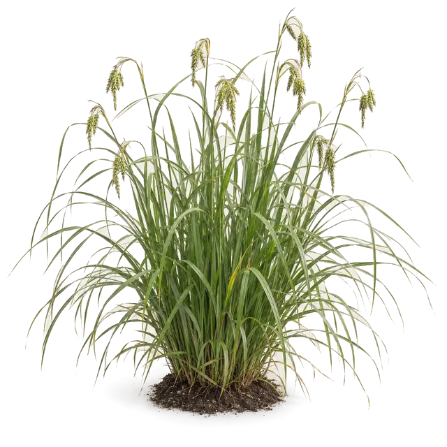 Botanische plaat van IJle zegge