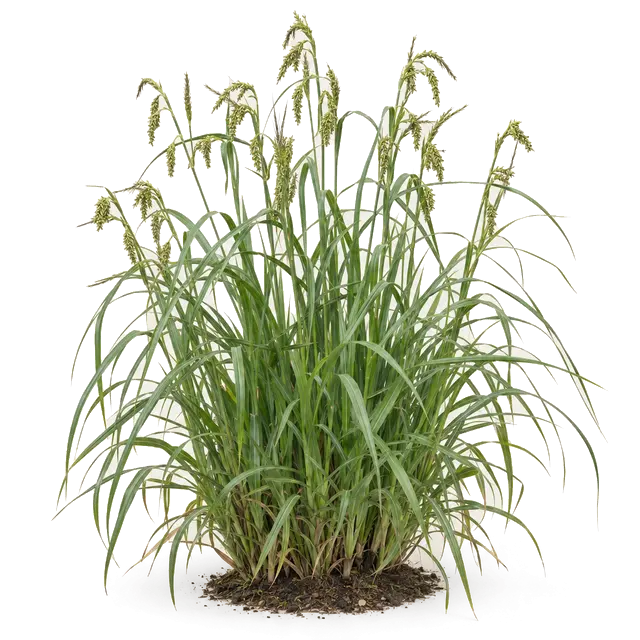 Botanische plaat van Oeverzegge