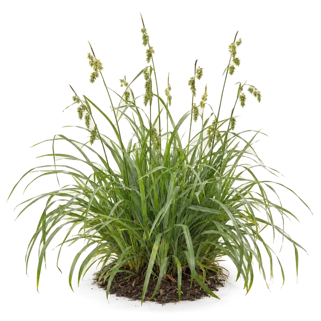 Botanische plaat van Boszegge