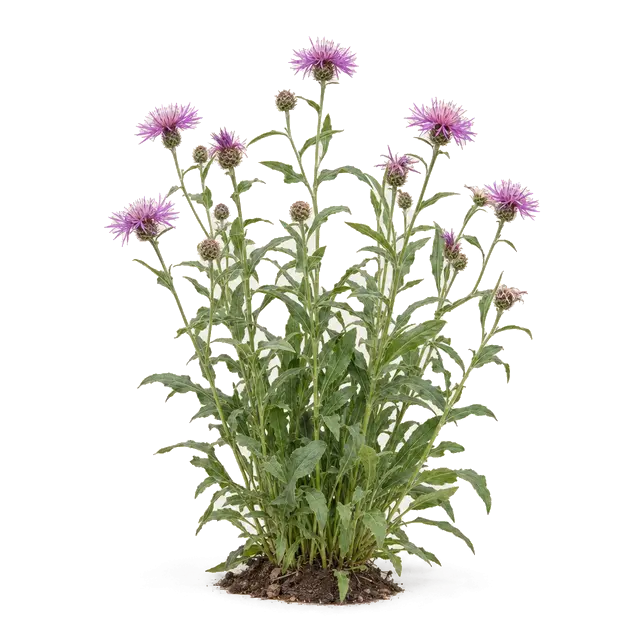Botanische plaat van Grote centaurie