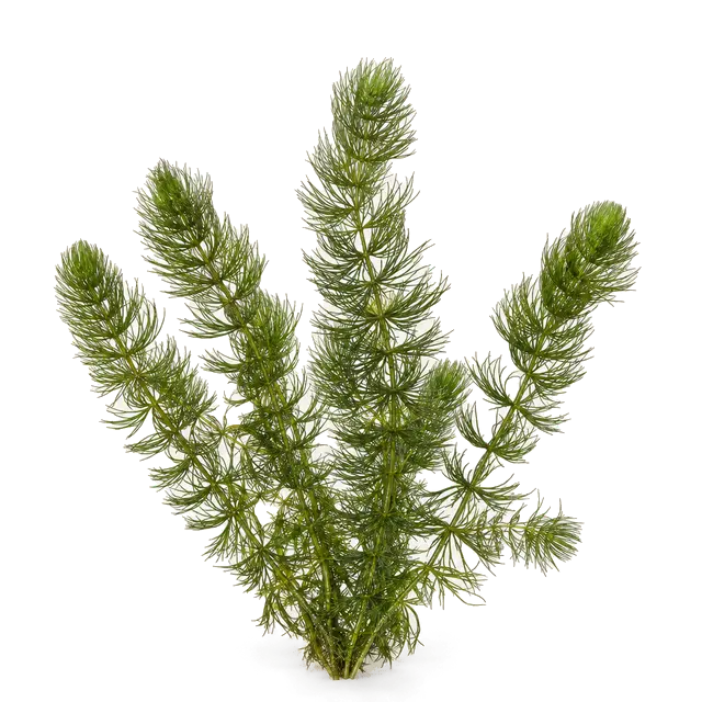 Botanische plaat van Grof hoornblad