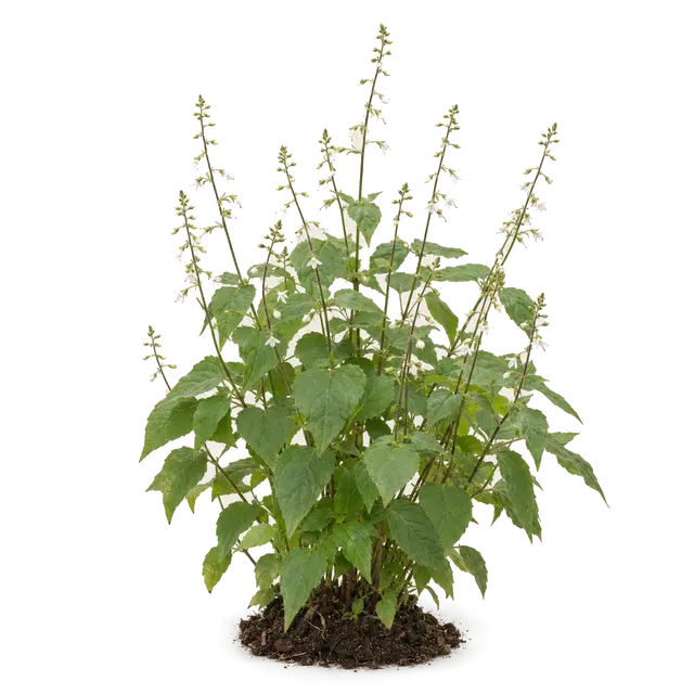 Botanische plaat van Groot heksenkruid