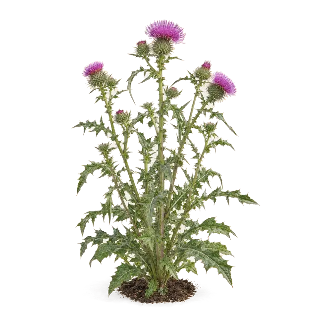 Botanische plaat van Speerdistel