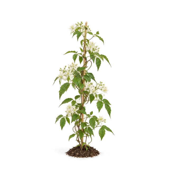 Botanische plaat van Bosrank