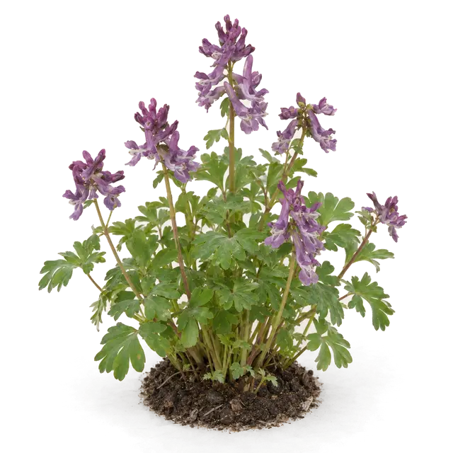 Botanische plaat van Vingerhelmbloem