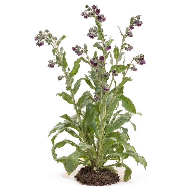 Botanische plaat van Veldhondstong