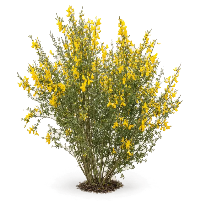 Botanische plaat van Brem