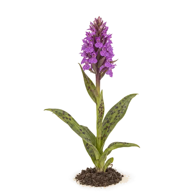 Botanische plaat van Brede orchis