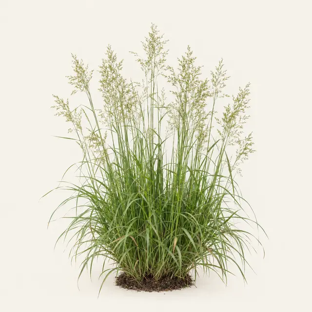 Botanische plaat van Ruwe smele