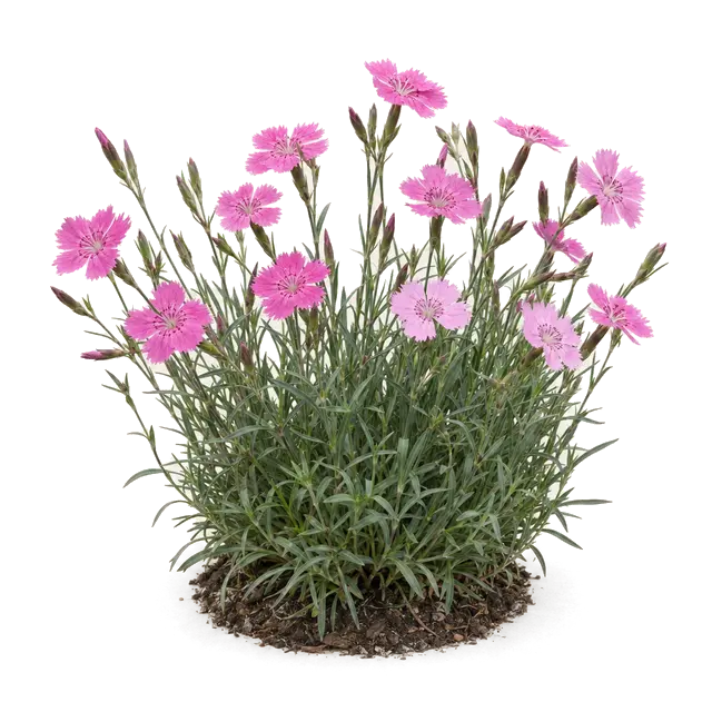 Botanische plaat van Steenanjer