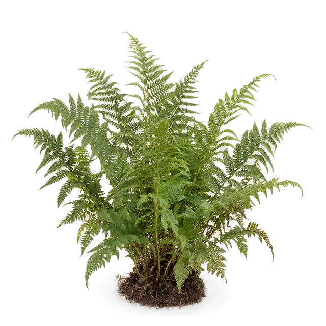 Botanische plaat van Smalle stekelvaren