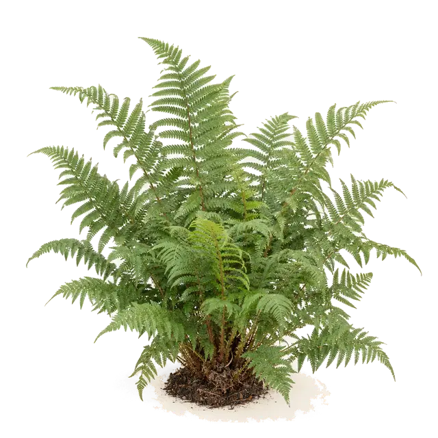 Botanische plaat van Brede stekelvaren