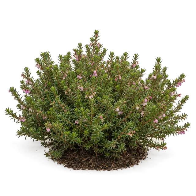 Botanische plaat van Kraaihei