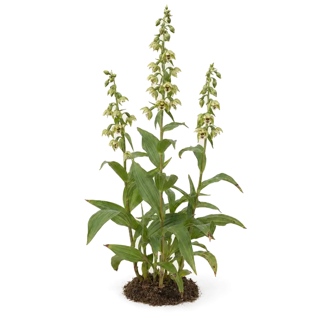 Botanische plaat van Brede wespenorchis