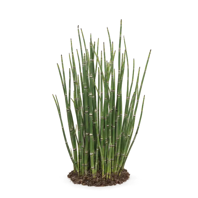 Botanische plaat van Schaafstro