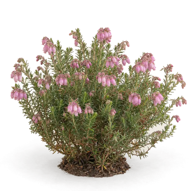 Botanische plaat van Gewone dophei