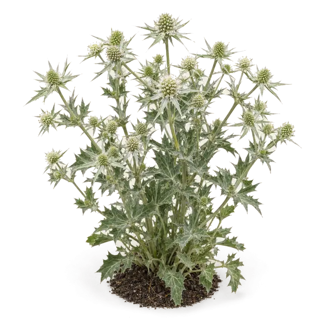 Botanische plaat van Kruisdistel