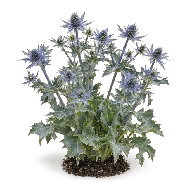 Botanische plaat van Blauwe zeedistel