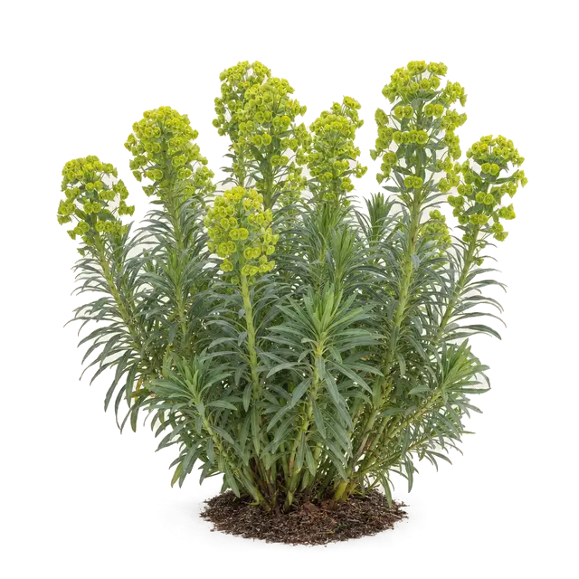 Botanische plaat van Wolfsmelk