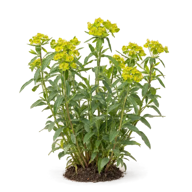 Botanische plaat van Moeraswolfsmelk