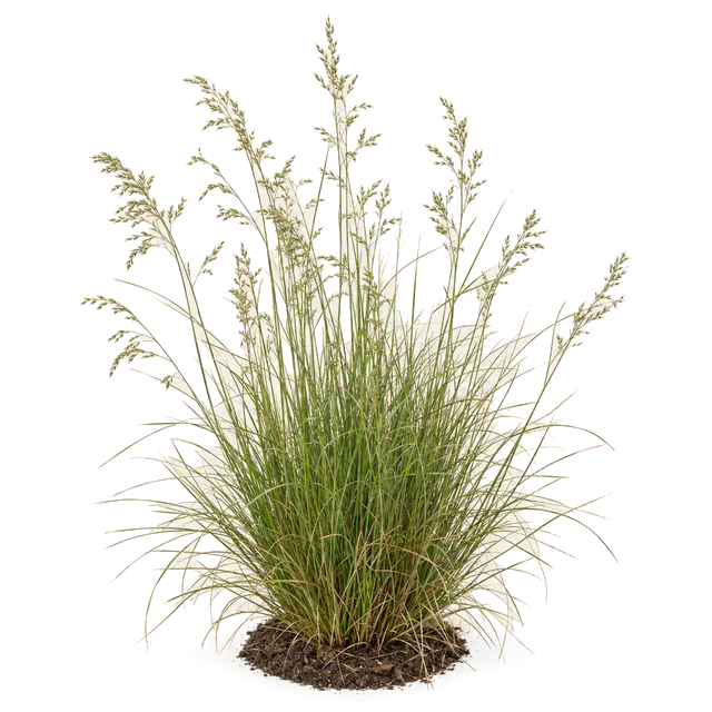 Botanische plaat van Rood zwenkgras
