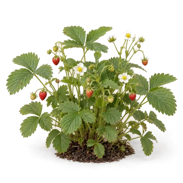 Botanische plaat van Bosaardbei