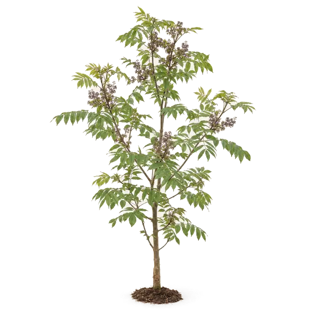 Botanische plaat van Es
