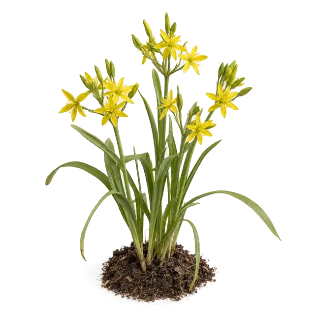 Botanische plaat van Bosgeelster