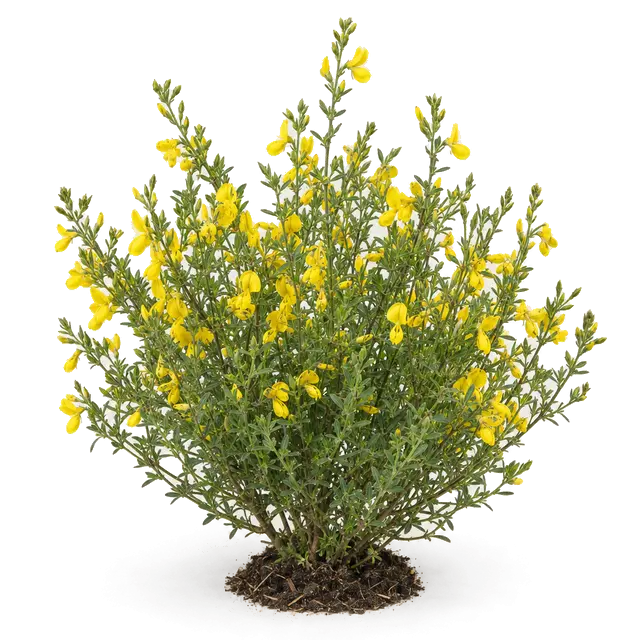 Botanische plaat van Stekelbrem