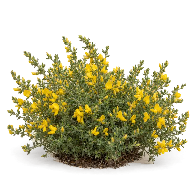 Botanische plaat van Kruipbrem