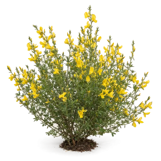Botanische plaat van Verfbrem